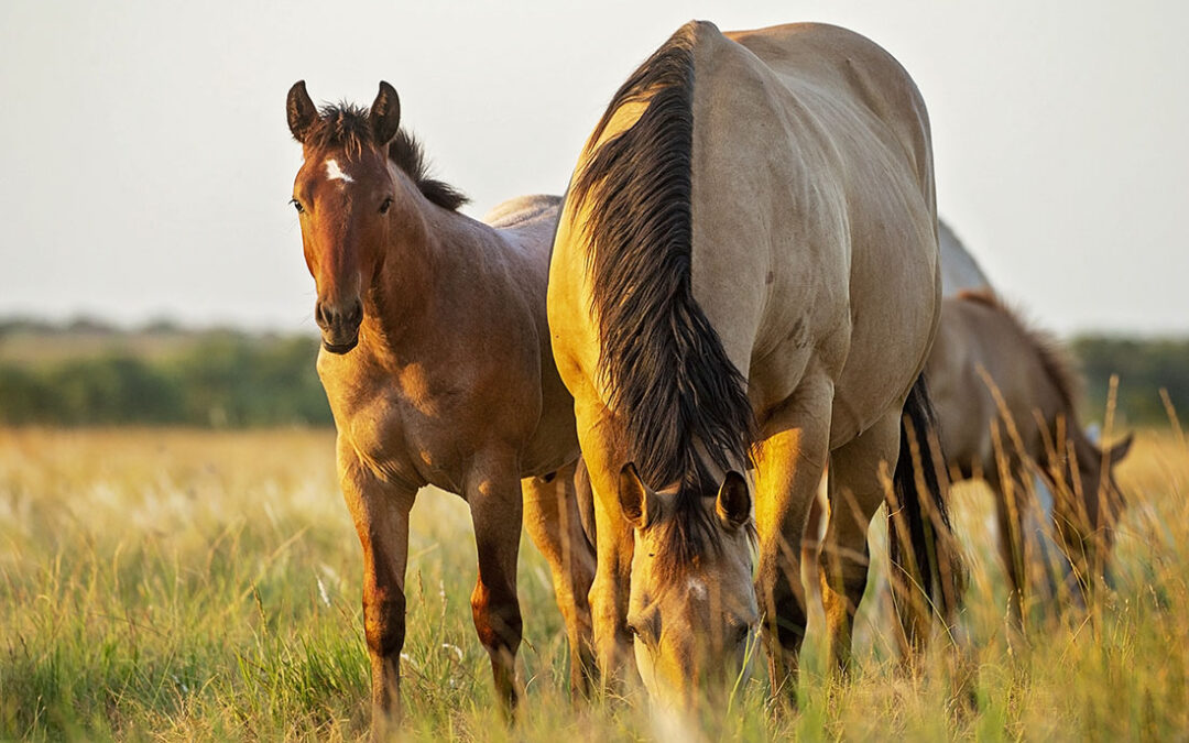Four Sixes Ranch Approved as AQHA Ranching Heritage Breeder