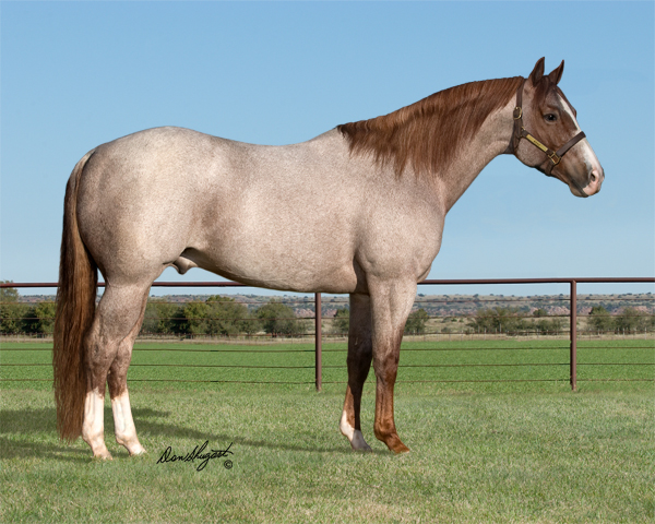 Bet Hesa Cat Named NRCHA Million Dollar Sire
