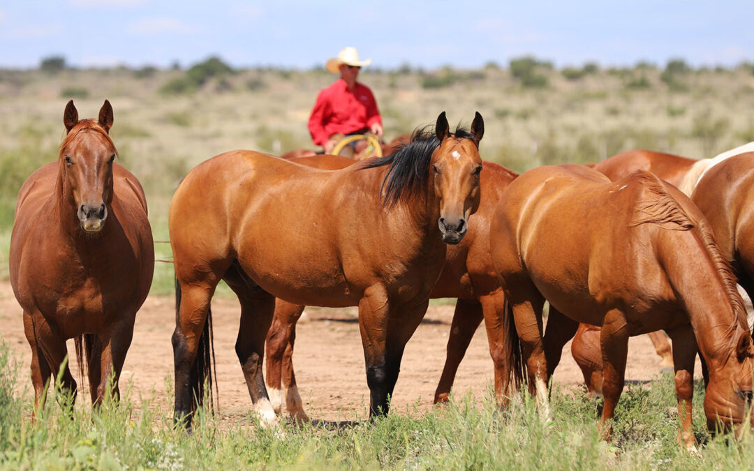 Prospects by Bet Hesa Cat & Sixes Pick Headline 2020 Road to the Horse Remuda