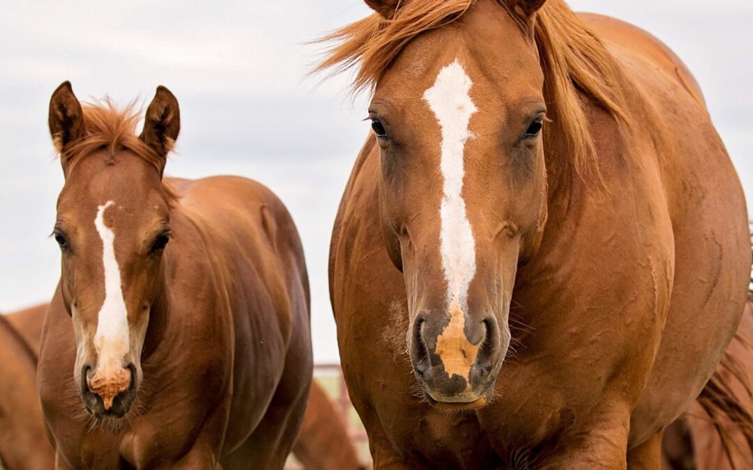 Return to the Remuda Hits Million Dollar Sales Mark