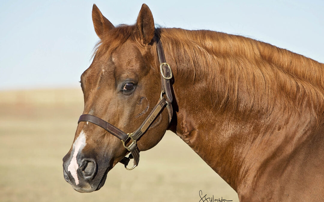 Versatility Ranch Horse