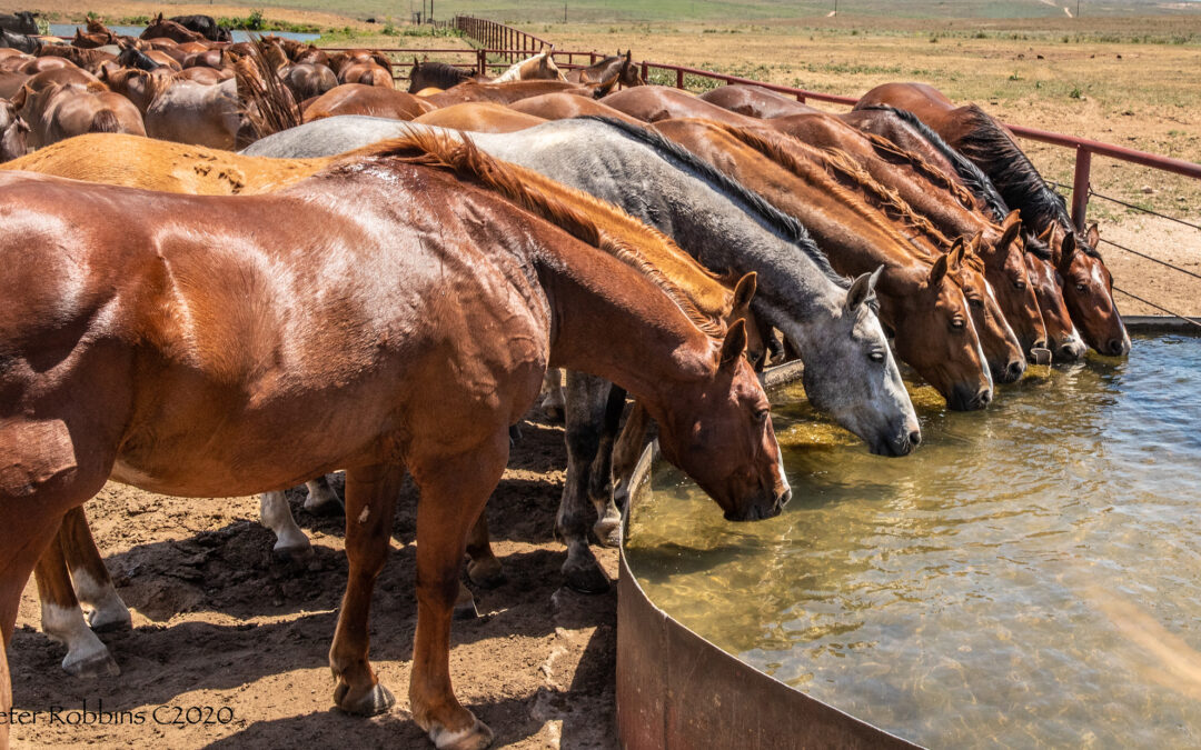 Take Home the Ultimate Road to the Horse Souvenir: A Four Sixes-Bred Gelding