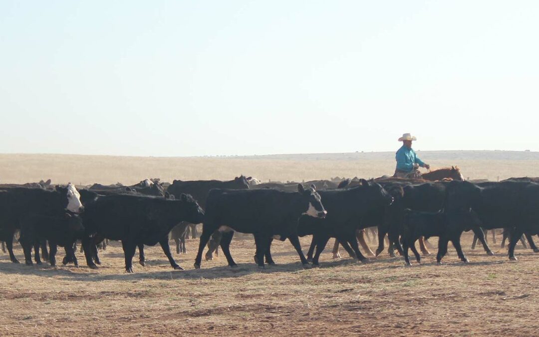 What’s Animal ID Worth?