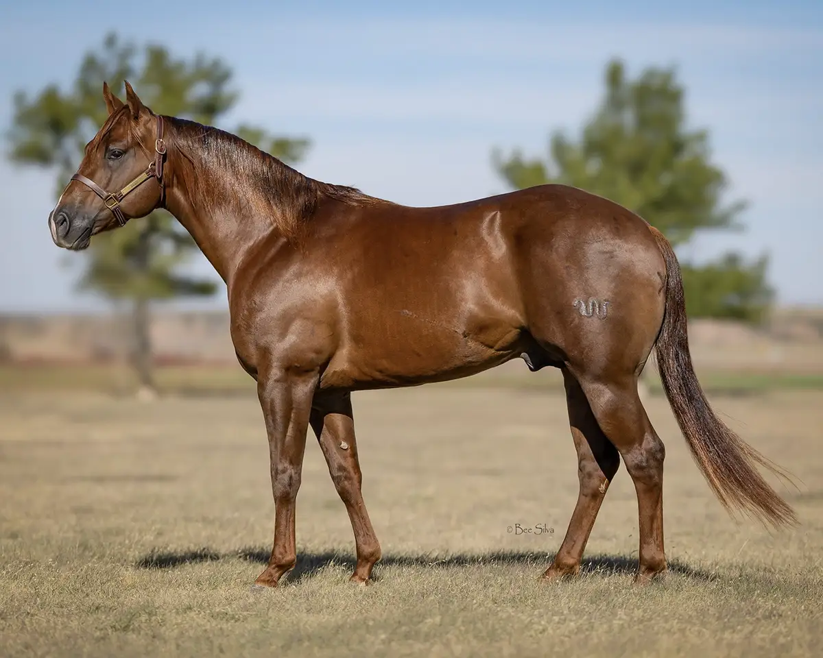 Coronel Del Rancho
