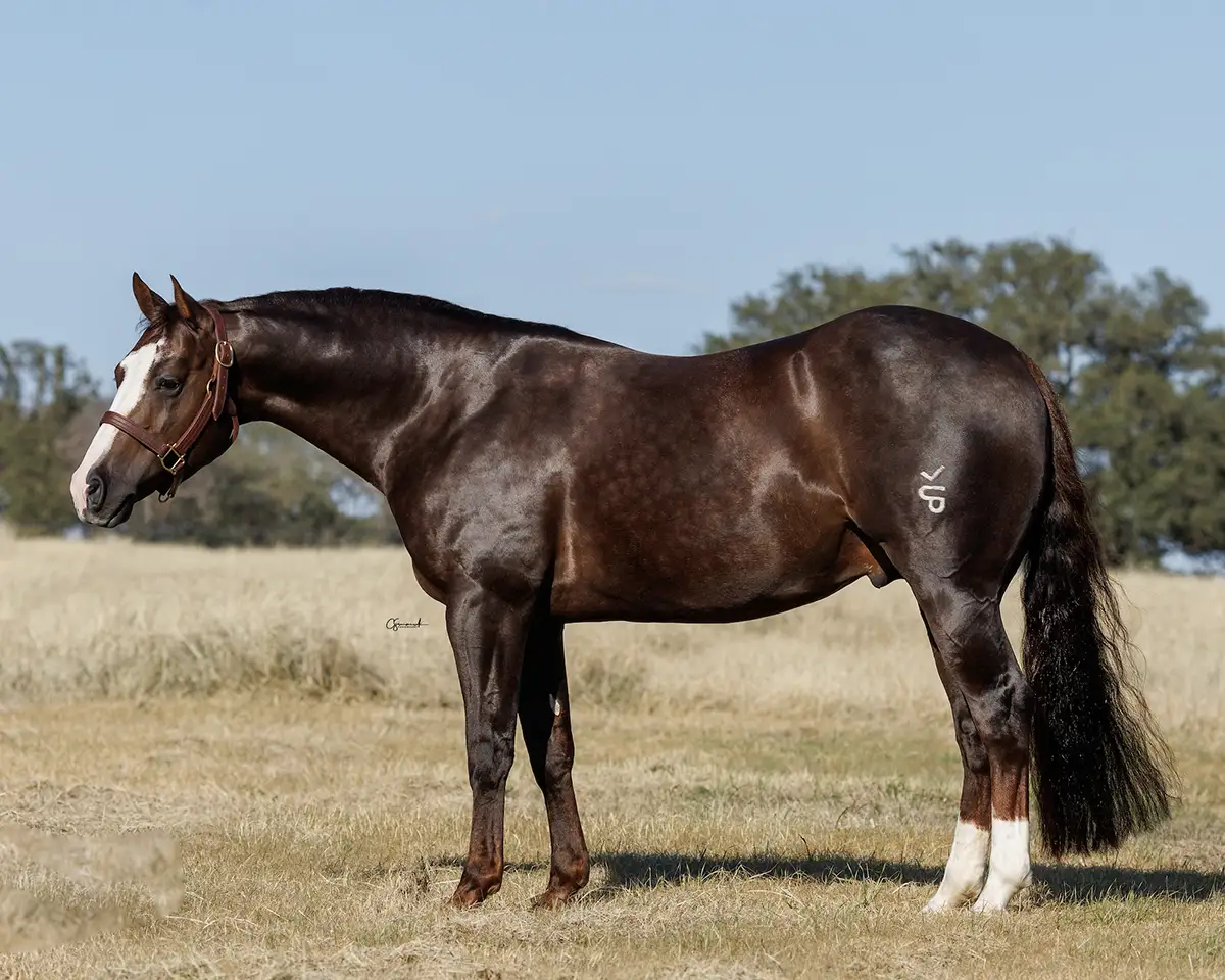 Kreyzy Horse