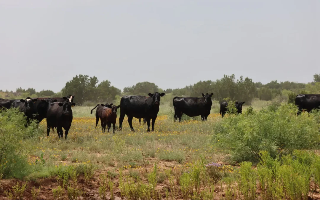 BioZyme, Four Sixes Ranch partner on new Legendary Nutrition products