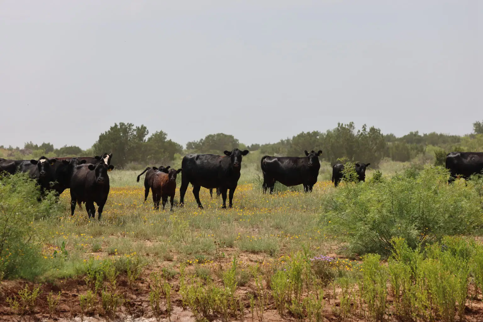 BioZyme, Four Sixes Ranch partner on new Legendary Nutrition products