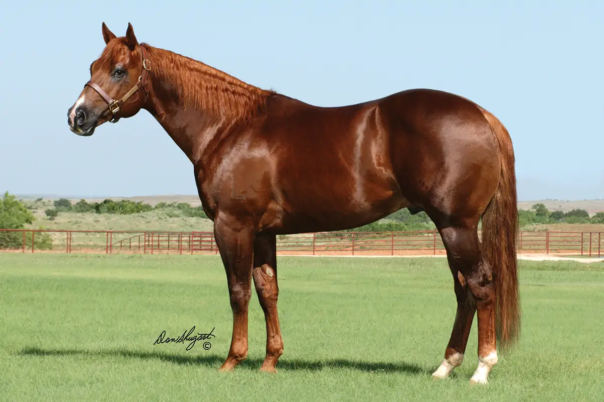 Legendary Stallion Sixes Pick Euthanized Due to Colic