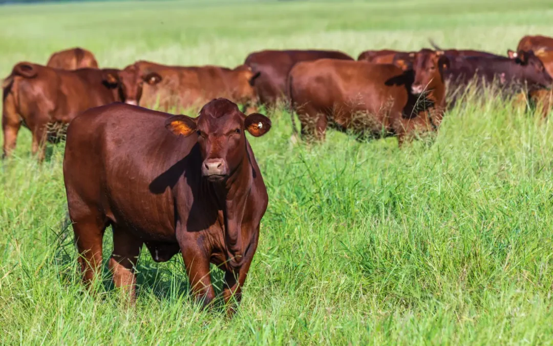 Save The Date: NCHA Foundation Western Heritage Celebration