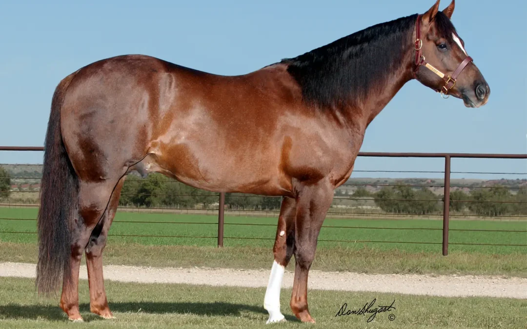 Stallion PLAYIN ATTRACTION Euthanized Due to Age-Related Complications
