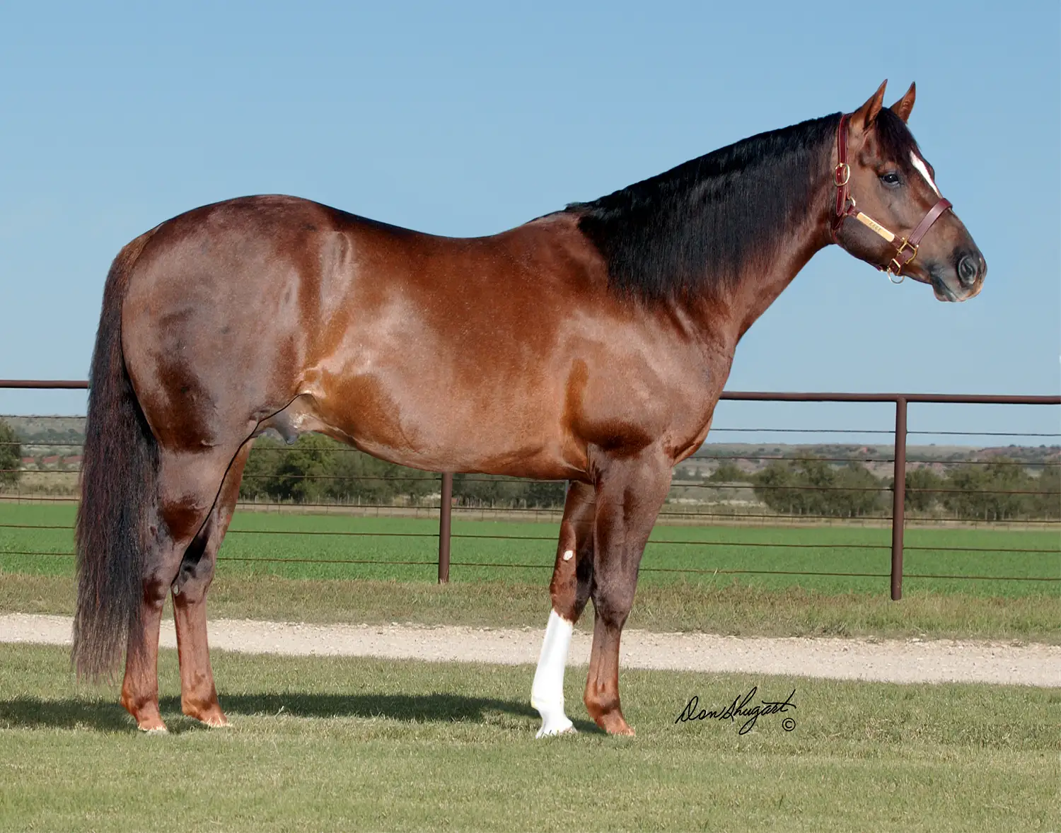 Stallion PLAYIN ATTRACTION Euthanized Due to Age-Related Complications