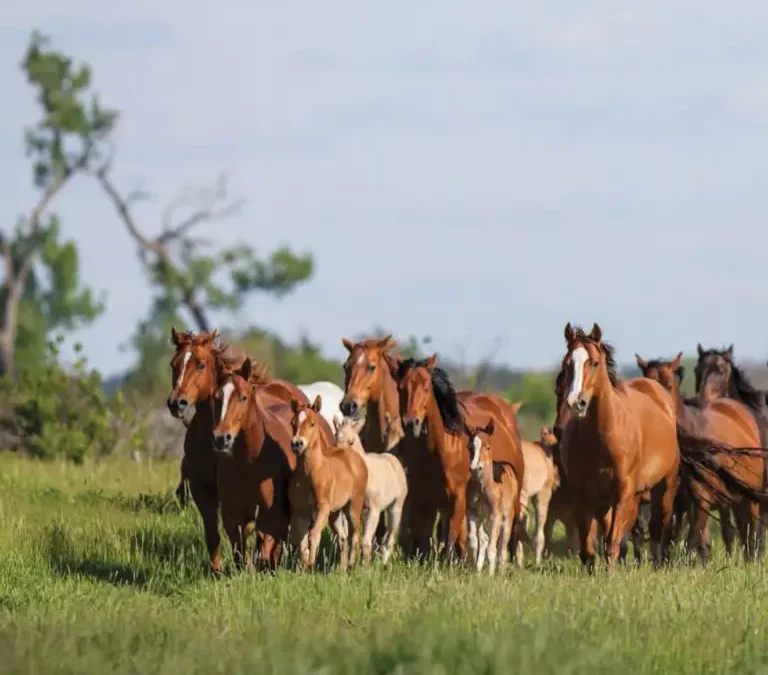 Ranch Horse Breeder: Then & Now