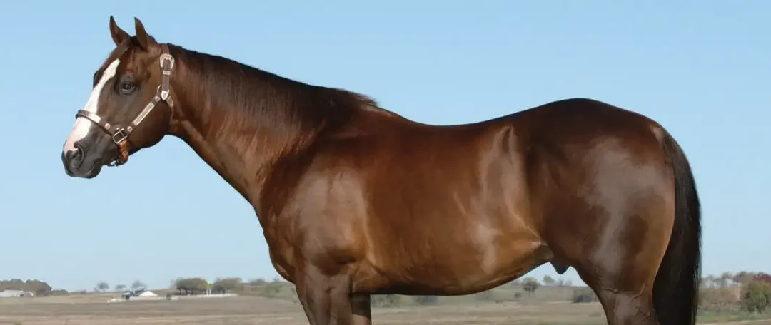 NCHA Open Futurity Champion Dies at 26