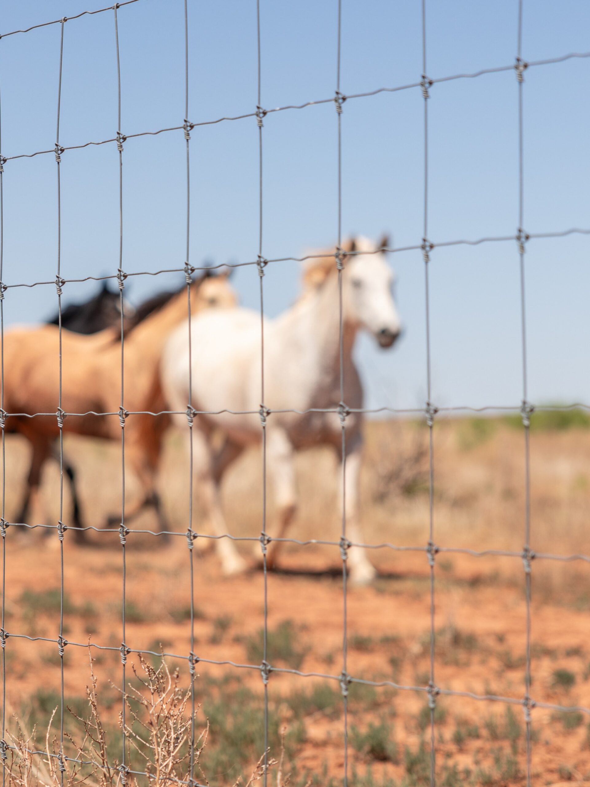 Wire livestock fencing in sharp focus with several horses standing in a pasture behind it. The horses appear softly blurred against a rural landscape and blue sky, emphasizing the ranch fence in the foreground.